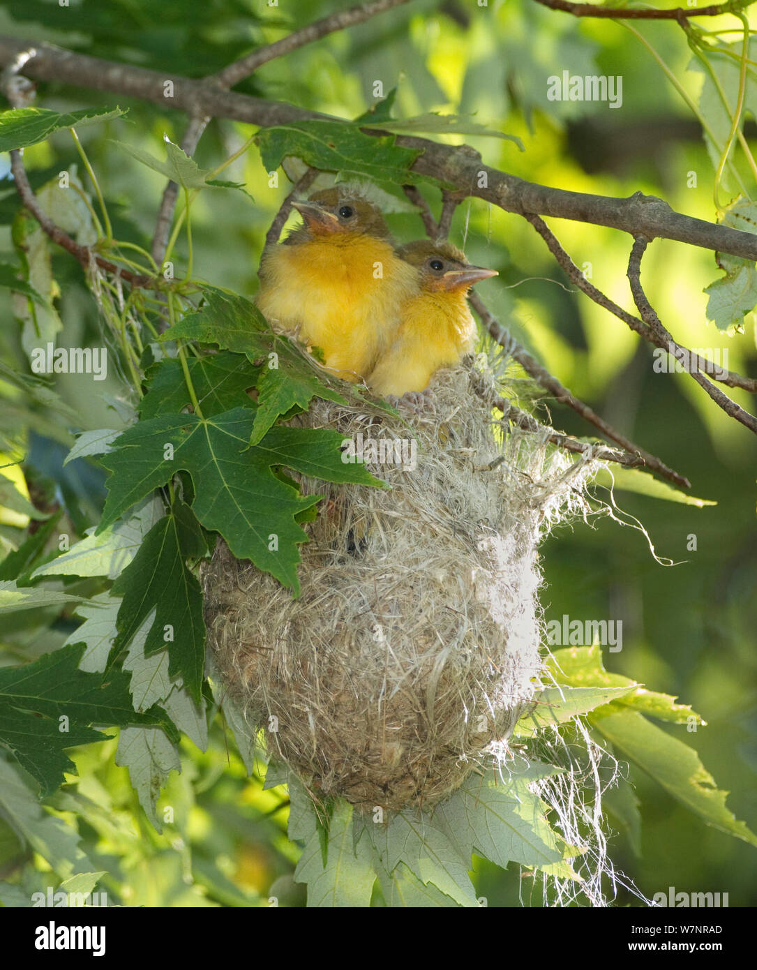 Baltimore oriole nest babies hires stock photography and images Alamy