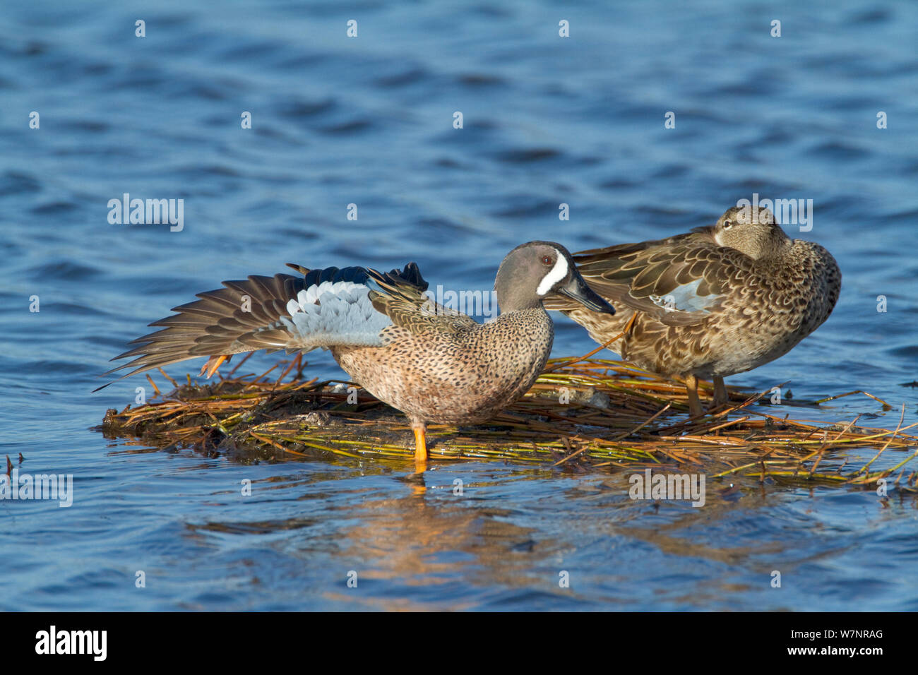 Blue-winged Teal (Anas discors) pair perched on floating vegetation, male stretching its wing and leg, Merritt Island National Wildlife Refuge, Florida, USA. March Stock Photo