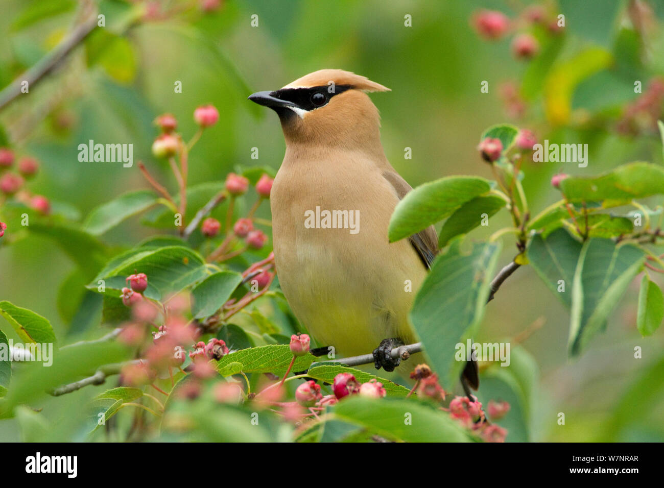 Cedar Waxwing (Bombycilla cedrorum) perched amongst Shadblow Serviceberry (Amelanchier canadensis) fruits in summer, New York, USA, June. Stock Photo