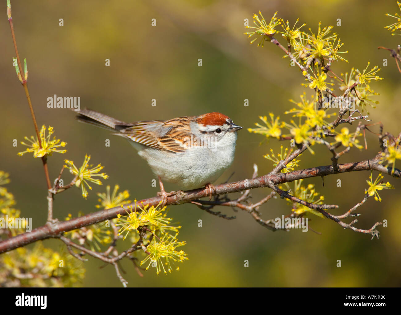 Chipping Sparrow (Spizella passerina), spring, New York, USA, April Stock Photo