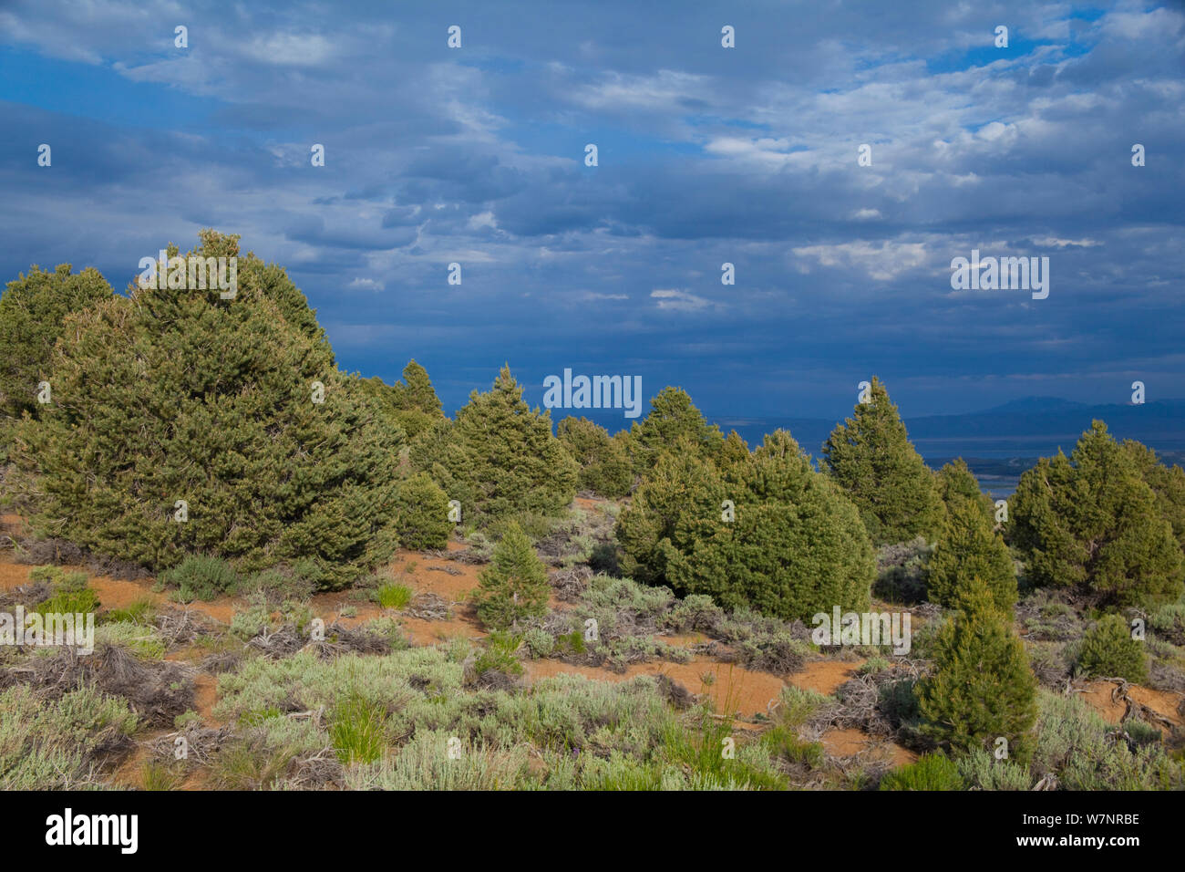 Singleleaf pinyon pine (Pinus monophylla) trees, with dramatic clouds