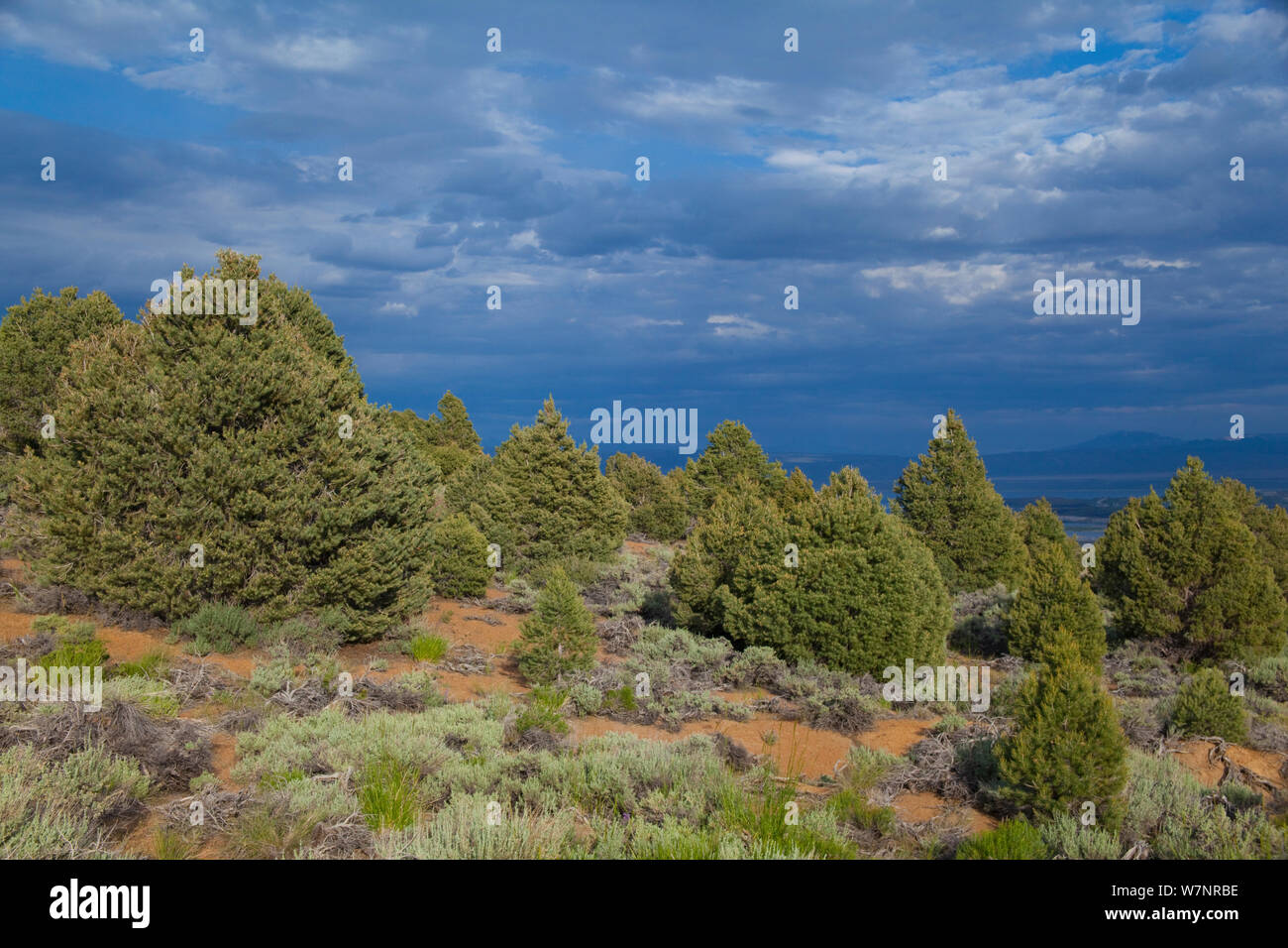 Single-leaf pinyon pine (Pinus monophylla) trees, with dramatic clouds in late summer Mono Lake Basin, California, USA, July. Stock Photo