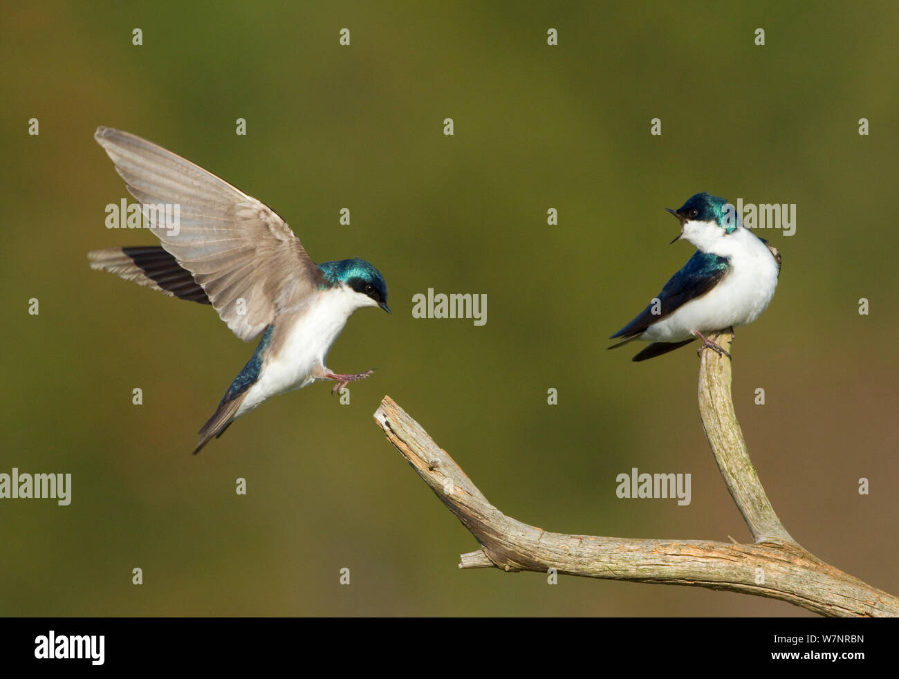 Tree Swallow (Tachycineta bicolor), pair, one landing on perch while the other calls, New York, USA, April Stock Photo