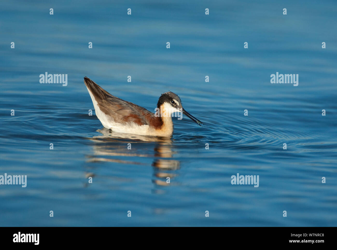 Wilson's Phalarope (Phalaropus tricolor), female feeding by using surface tension of water to pick up small prey item, probably brine shrimp (Artemia monica), while swimming, Mono Lake, California, USA, July. Stock Photo