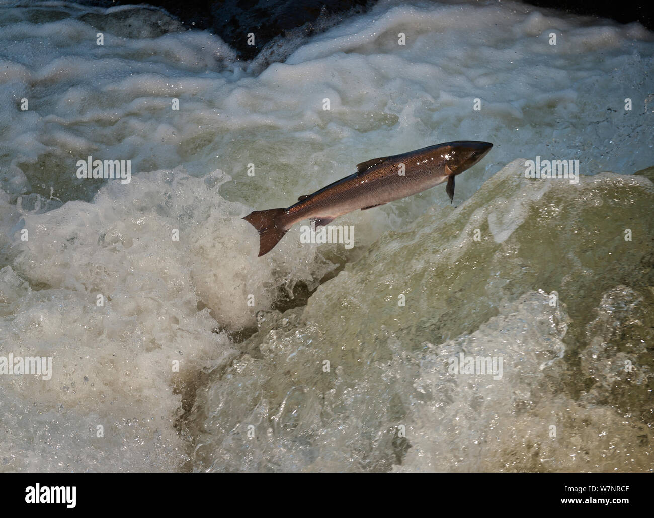 An Atlantic Salmon (Salmo salar) jumping a small waterfall on the Afon Lledr, Betws Y Coed, Wales, October Stock Photo