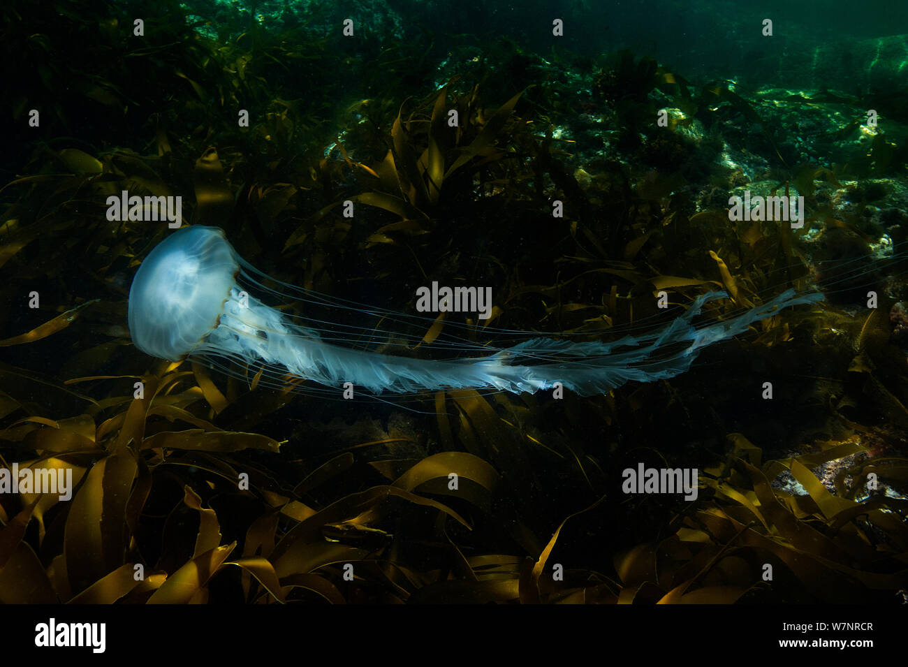 Compass Jellyfish (Chrysaora hysoscella) in clear water over seaweed
