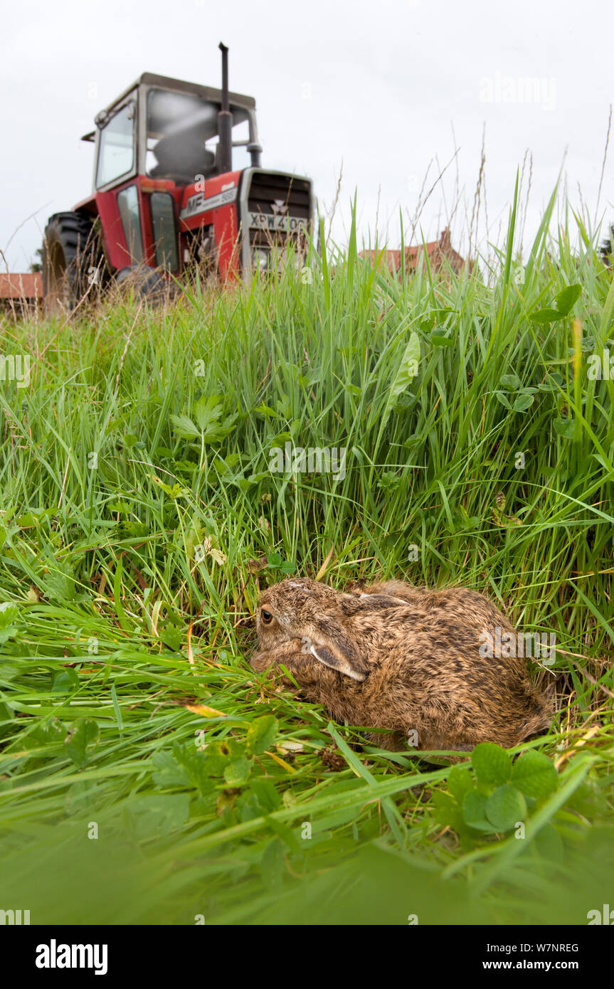 Young Brown Hare (Lepus europaeus) hiding in grassland with tractor approaching. UK, September. Stock Photo