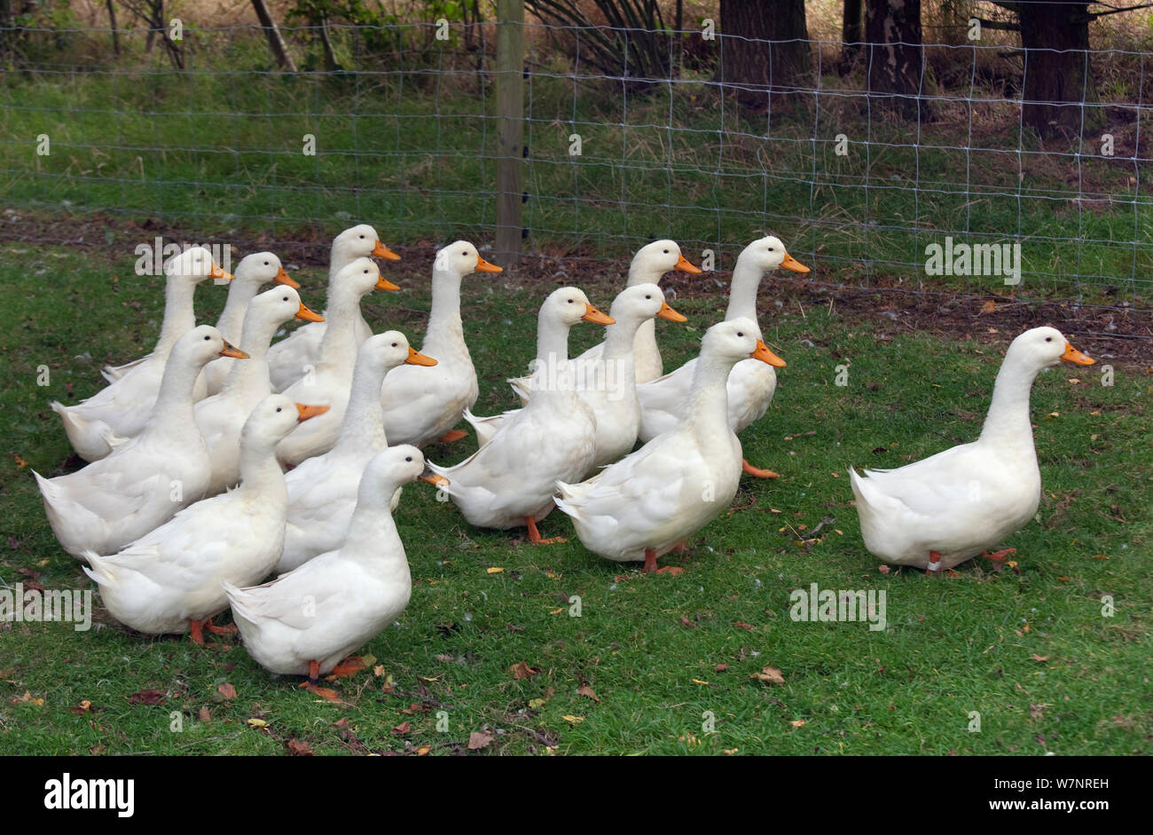 Aylesbury Ducks (Anas platyrhynchos) freerange on Norfolk smallholding. Stock Photo