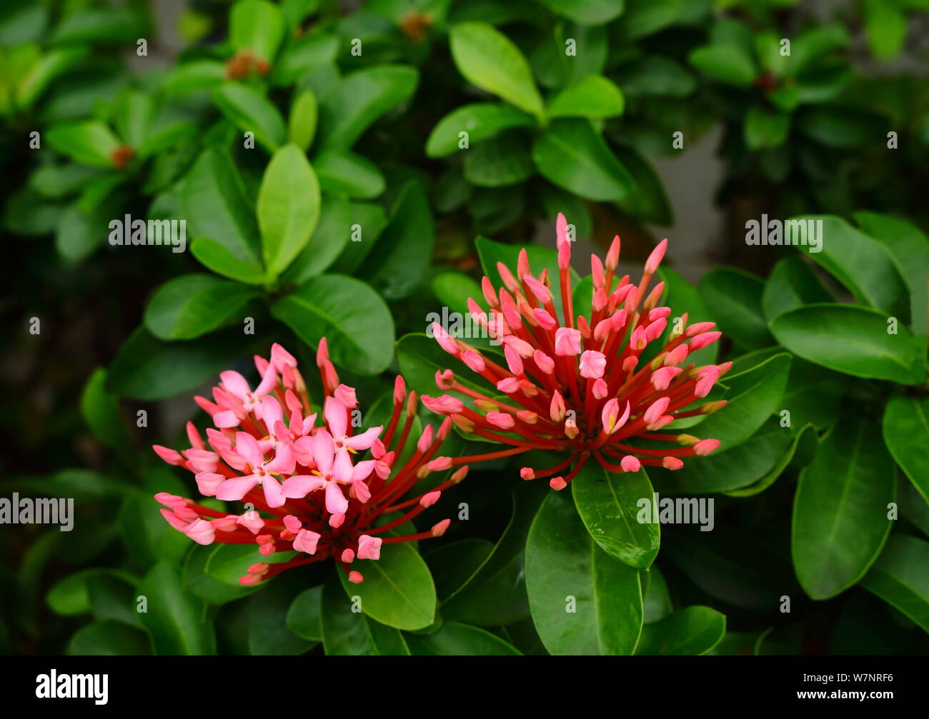 Closeup of beautiful pink ixora buds ready to bloom in garden, selective focus Stock Photo