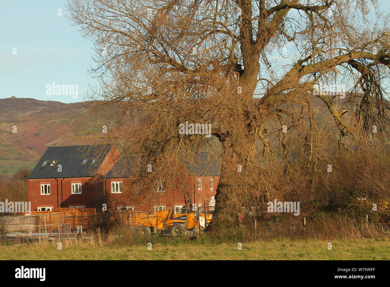 Black poplar tree (Populus nigra) by a housing development on a flood plain, Glasdir, Ruthin, Vale of Clwyd, Denbighshire, Wales. November 2012. Stock Photo