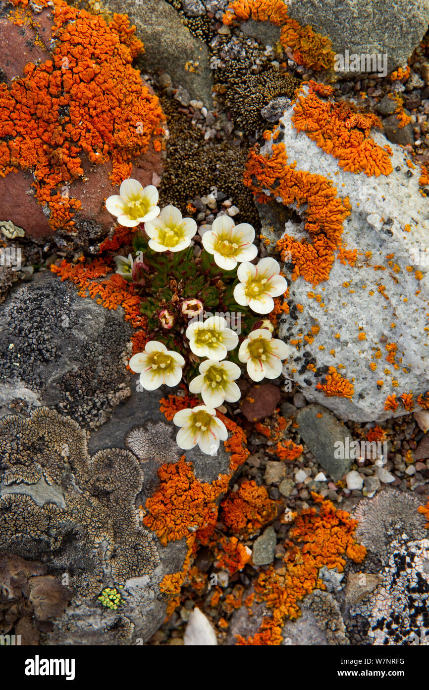 Tufted saxifrage (Saxifraga cespitosa ) flowering amongst lichen covered rocks, Svalbard, Norway, June. Stock Photo