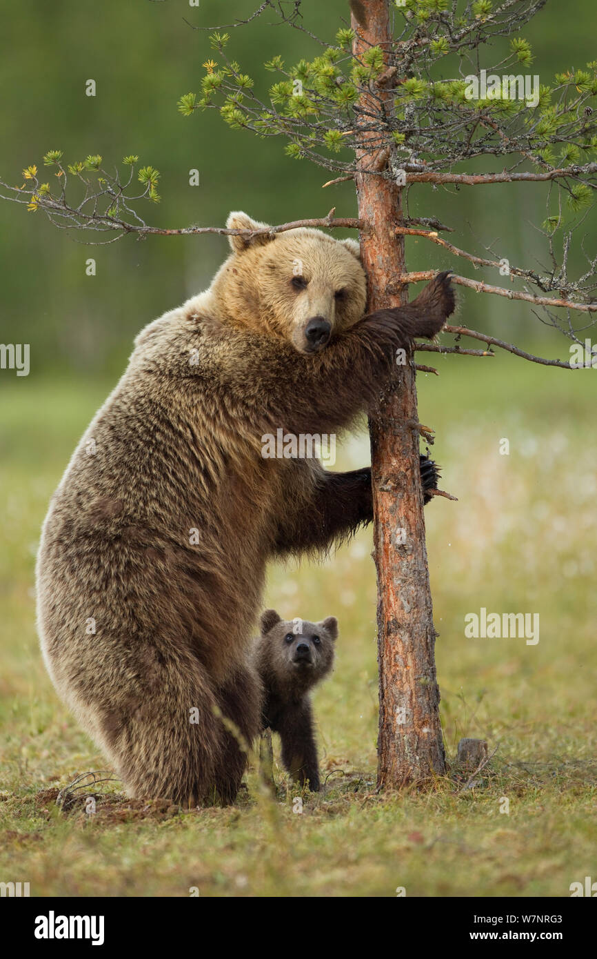 Brown bear scratching - Stock Image - C029/9458 - Science Photo