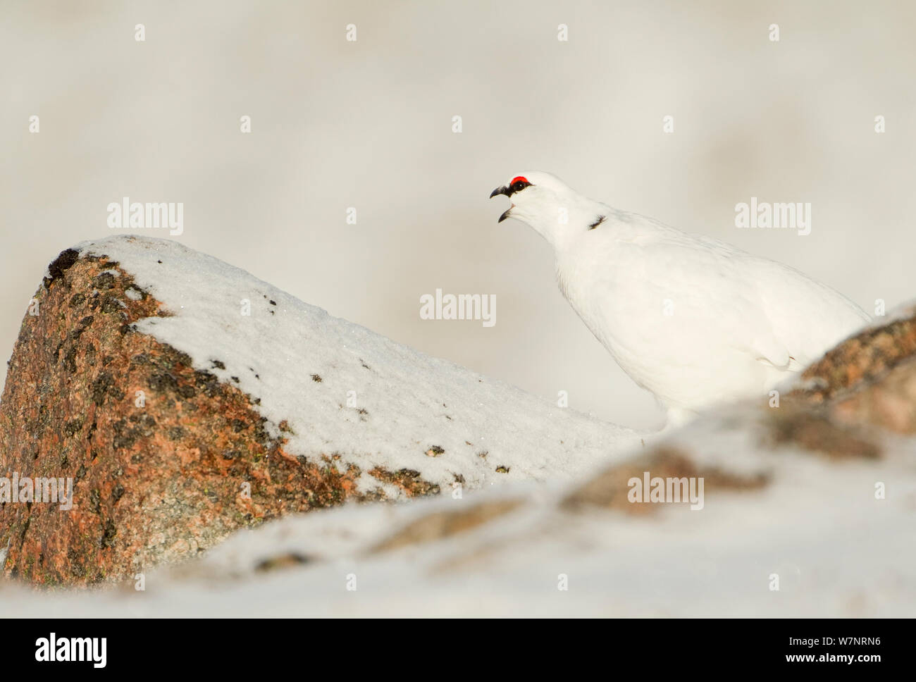 Ptarmigan (Lagopus mutus) an adult male calling, in winter white plumage. Cairngorm Mountains, Scotland, January. Stock Photo