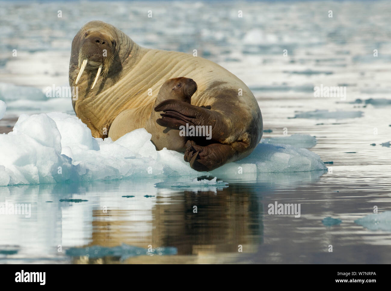 Walrus (Odobenus rosmarus) and young calf resting on ice. Svalbard, Norway, July. Stock Photo