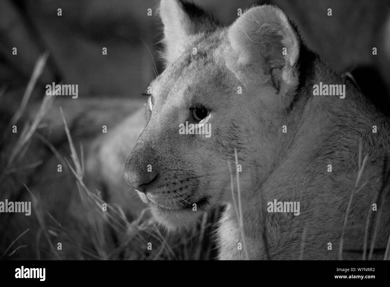 Lion cub Black and White Stock Photos & Images - Alamy