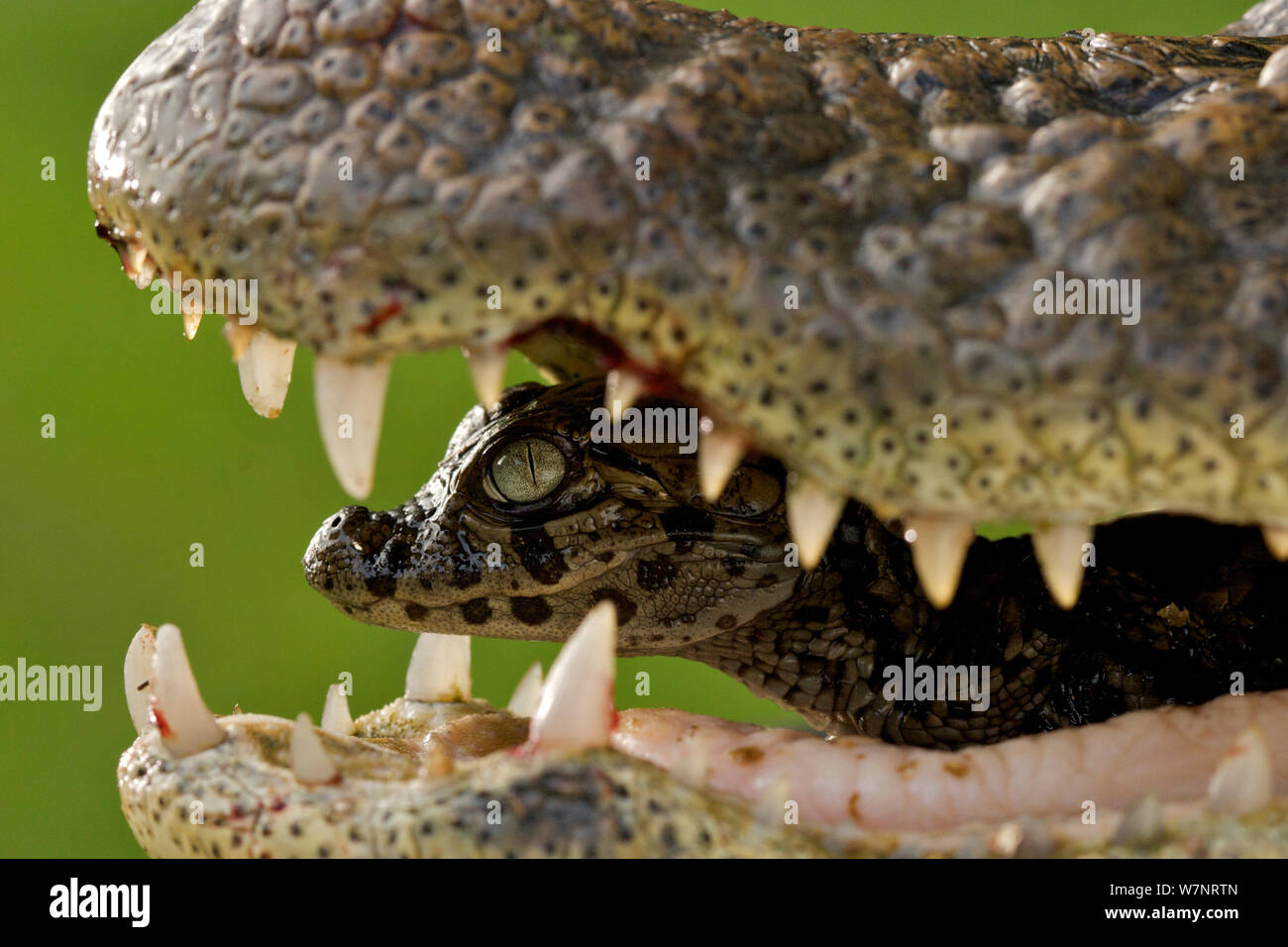 Broad snouted caiman (Caiman latirostris) baby in mothers mouth being carried from the nest, Sante Fe, Argentina, February Stock Photo