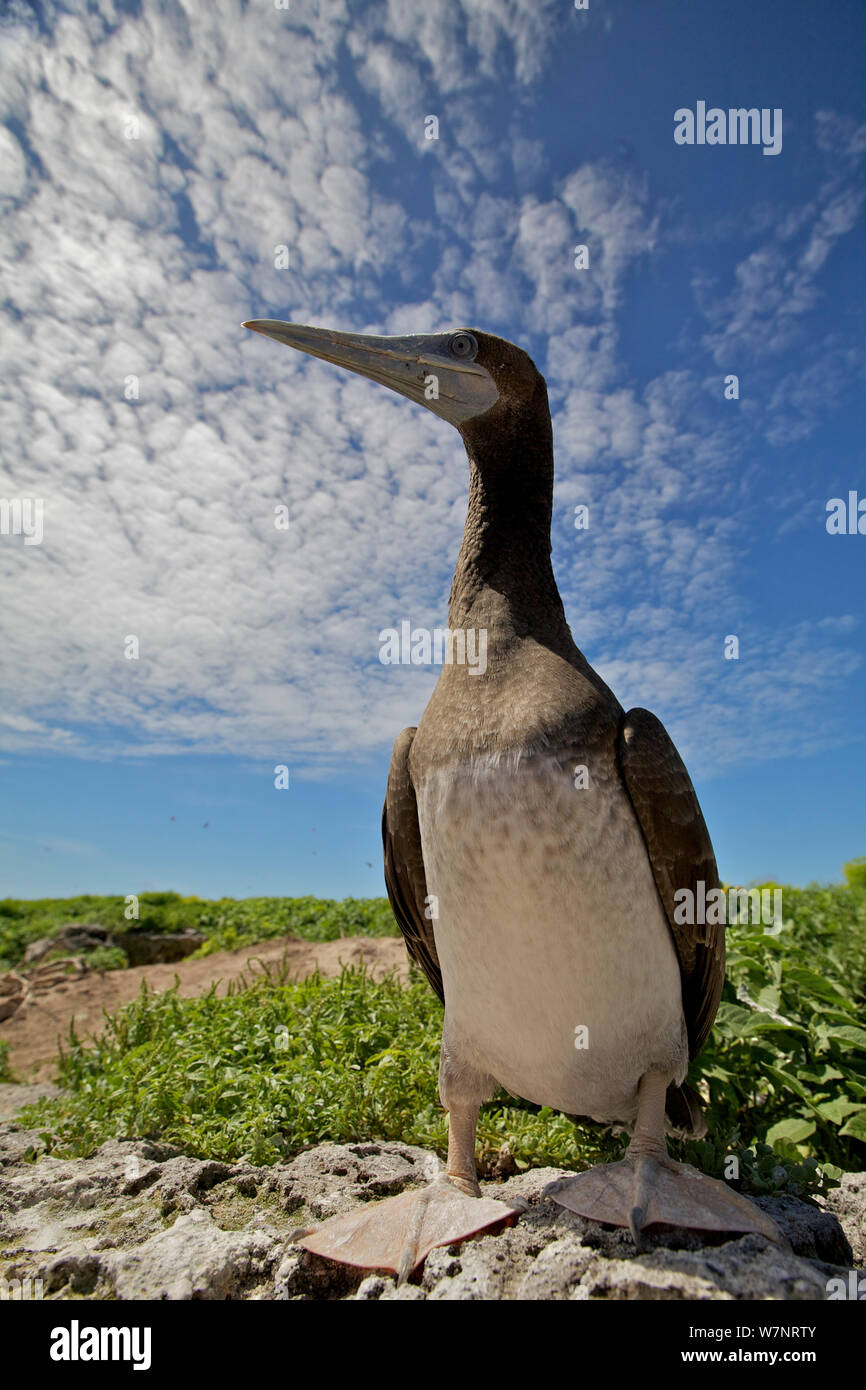 Brown booby (Sula leucogaster) Raine Island National Park, Great Barrier Reef, Australia Stock