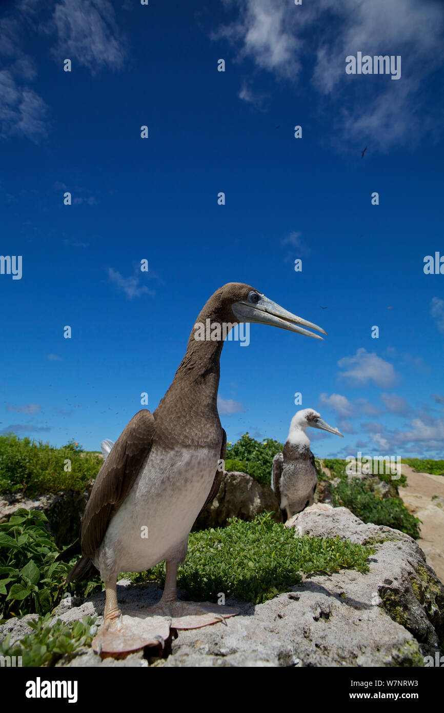 Brown booby (Sula leucogaster) Raine Island National Park, Great Barrier Reef, Australia Stock