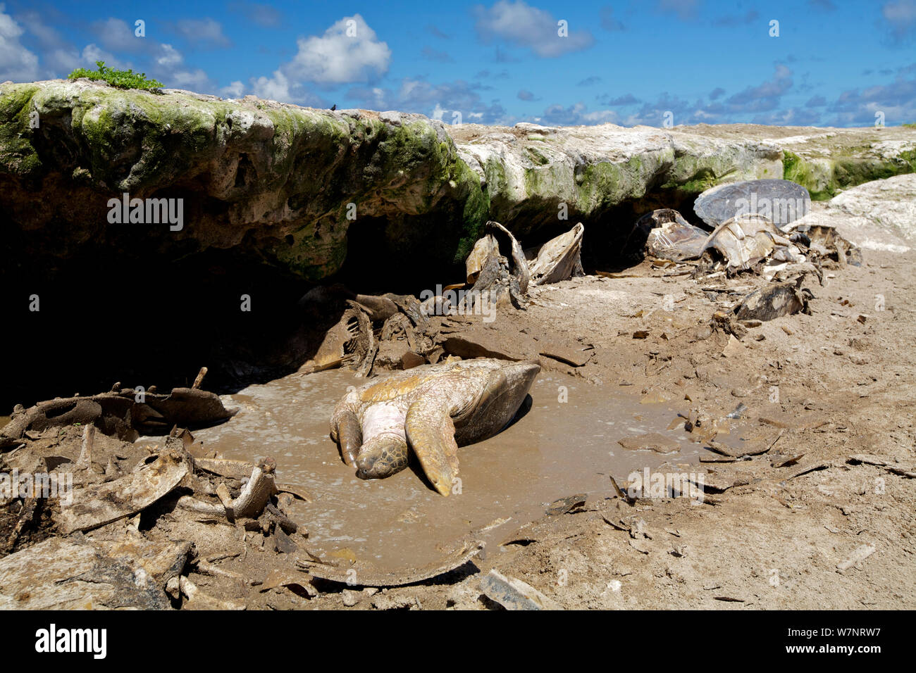 Raine island green turtle hires stock photography and images Alamy