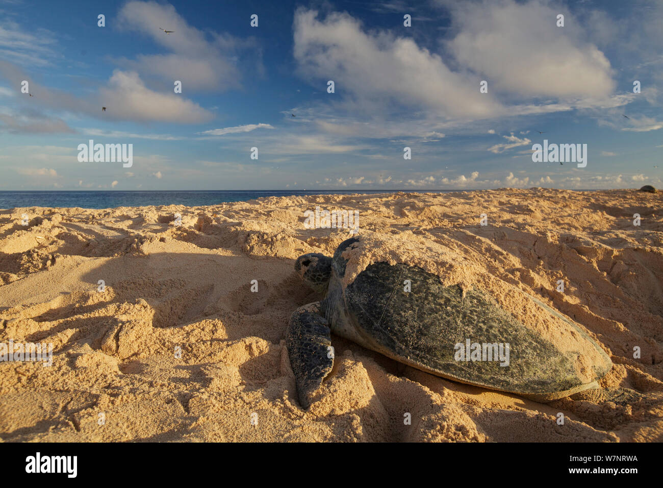 Raine island green turtle hires stock photography and images Alamy