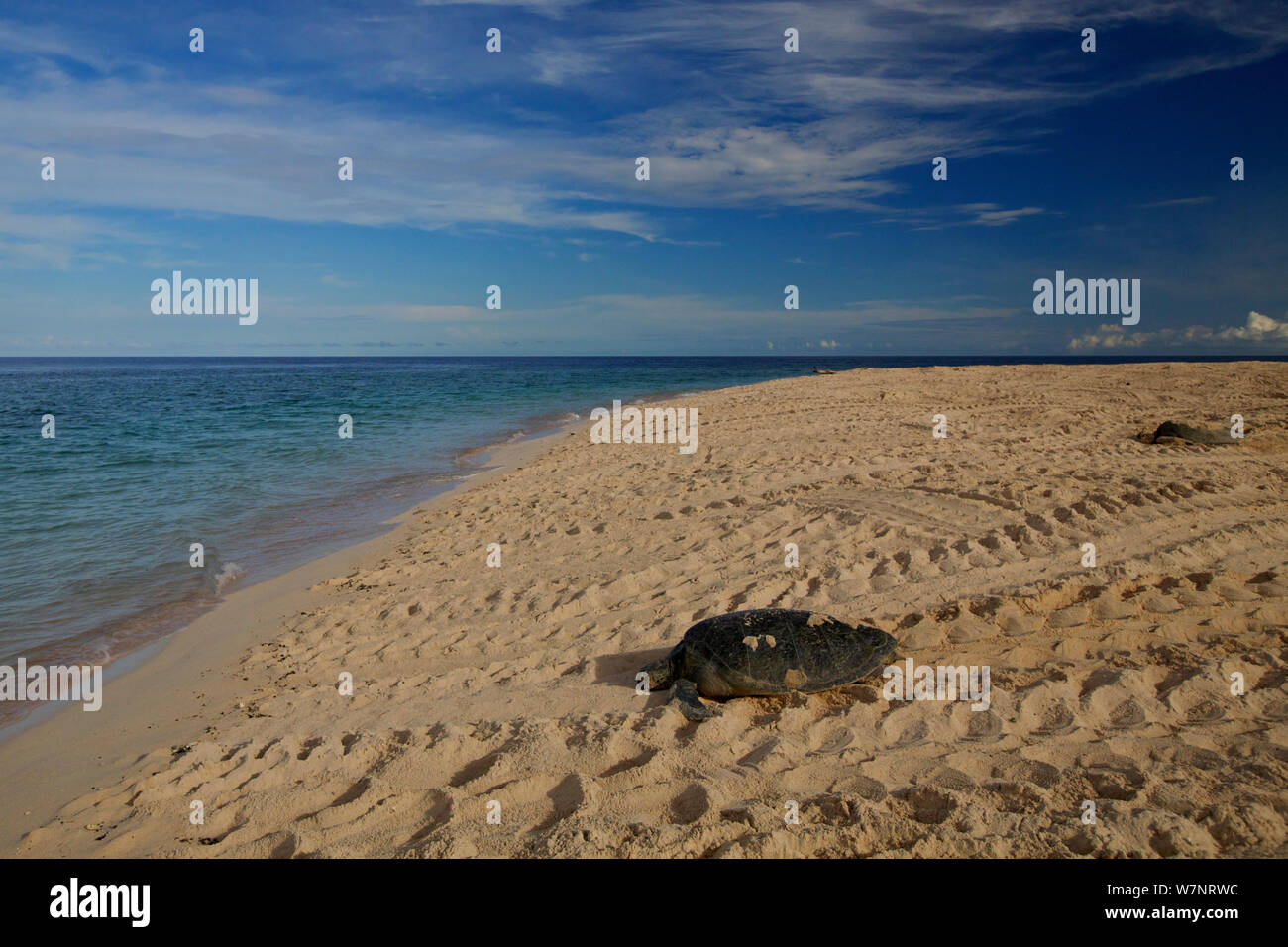 Green Sea Turtle (Chelonia mydas) returning to the sea after egg laying