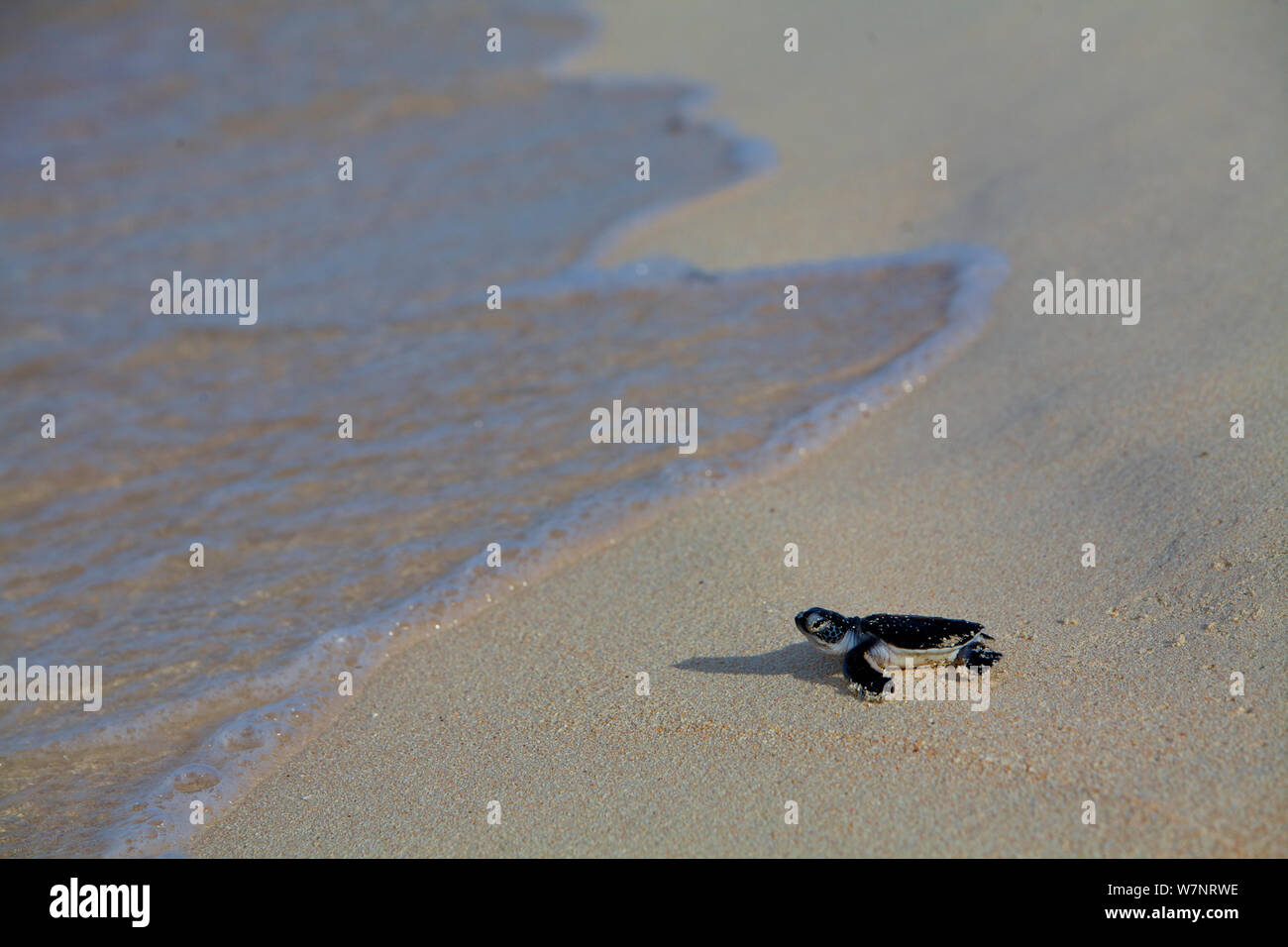 Green Sea Turtle (Chelonia mydas) Hatchling, returning to sea after