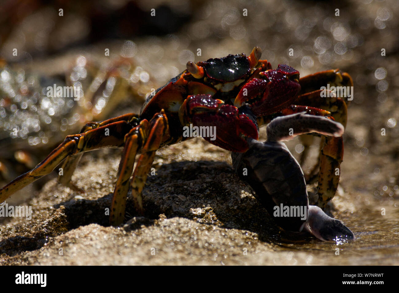 Sally Lightfoot Crab (Grapsus grapsus) predating  Green Turtle hatchling, Raine Island, Great Barrier Reef, Australia. Stock Photo