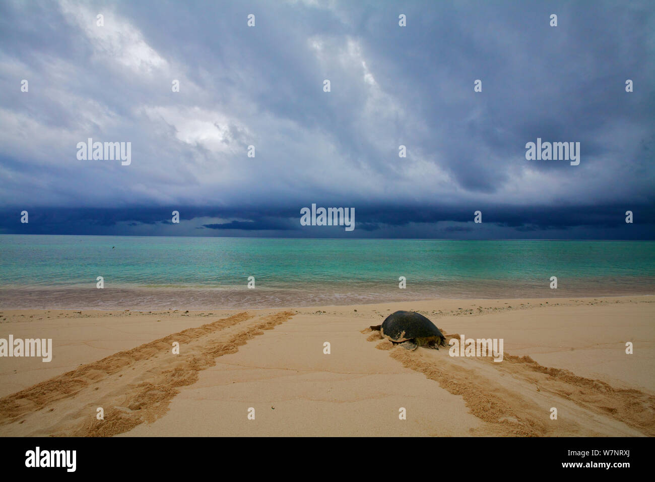 Green Sea Turtle (Chelonia mydas) returning to sea after egg laying