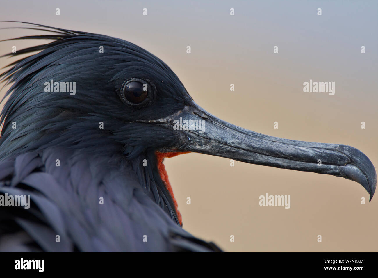 Lesser Frigatebird (Fregata ariel) adult head portrait, Raine Island National Park, Great