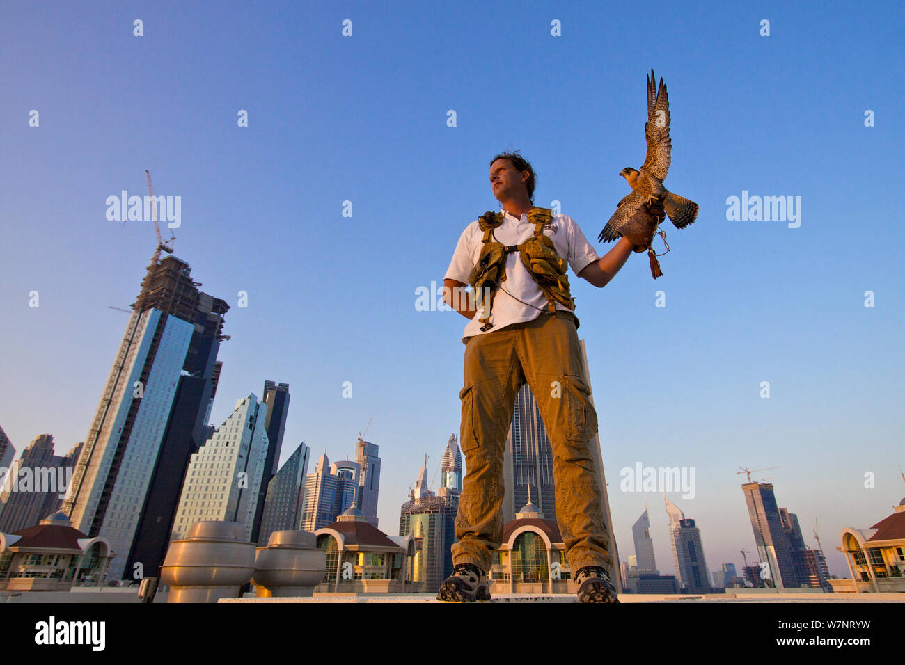 Peregrine Falcon (Falco peregrinus) perched on falconers hand, on roof top in Dubai city, used to control urban pigeon population, United Arab Emirates (UAE), January 2010 Stock Photo