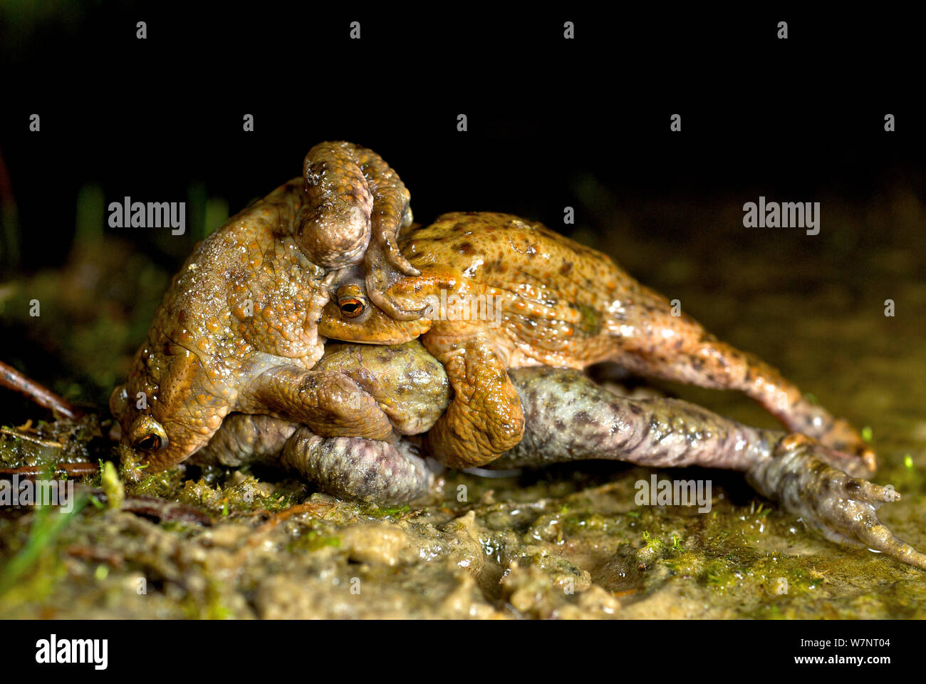 Two male Common european toads (Bufo bufo) competing to mate with the same female, Belgium, March. Stock Photo