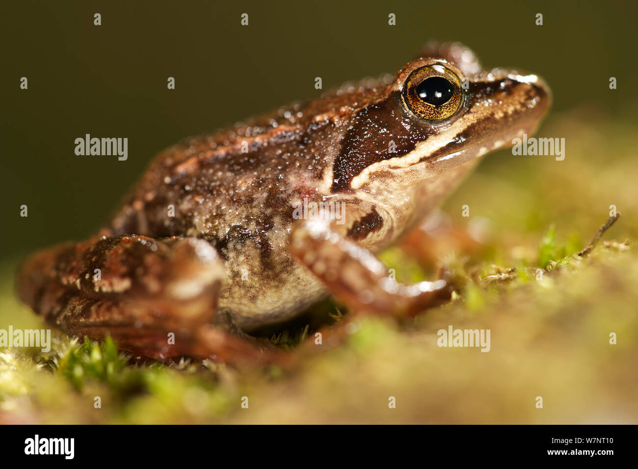 Iberian frog (Rana iberica), Portugal, April Stock Photo