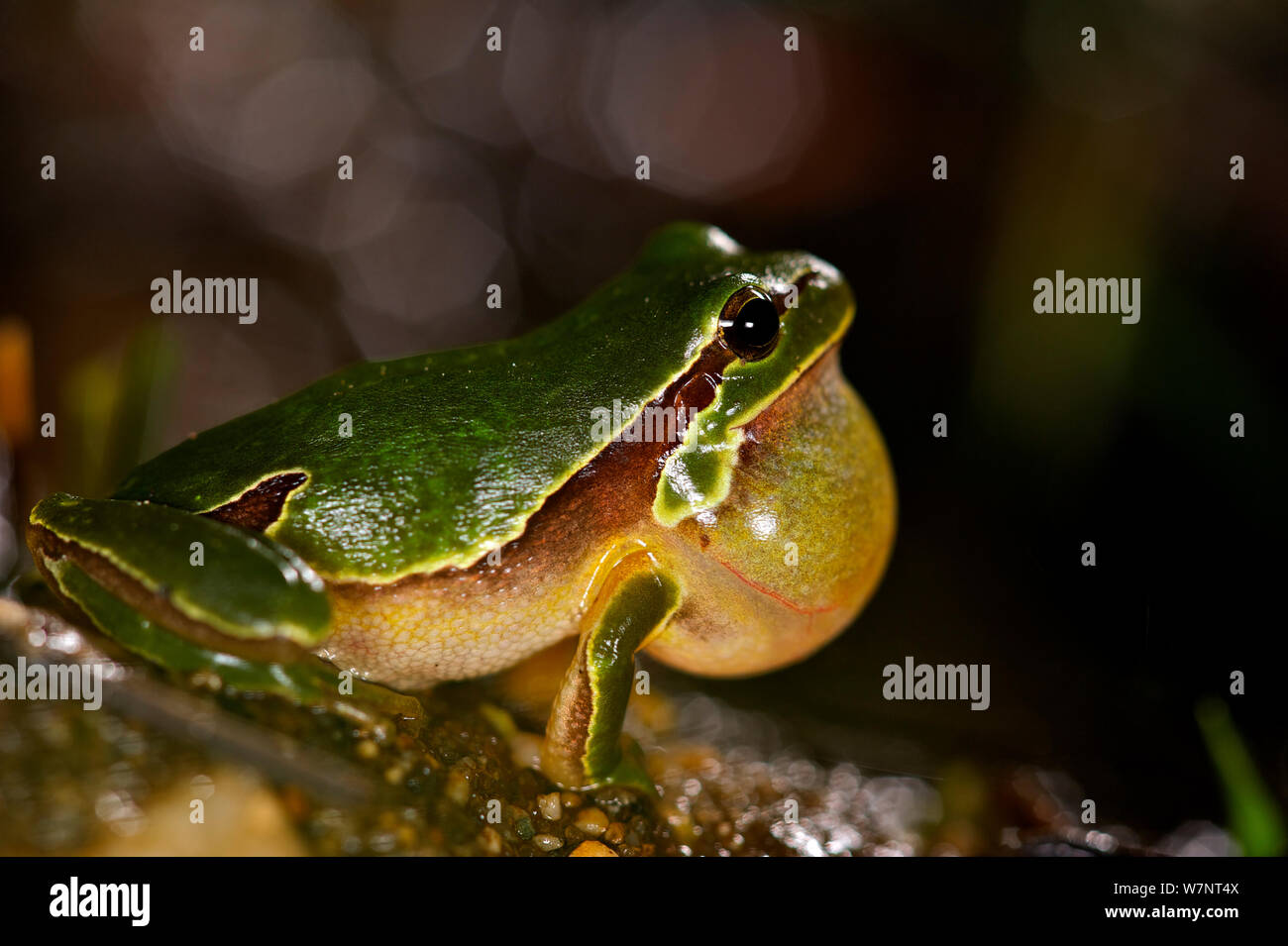 Male Iberian tree frog (Hyla molleri) calling, vocal sac inflated, Spain, April. Stock Photo