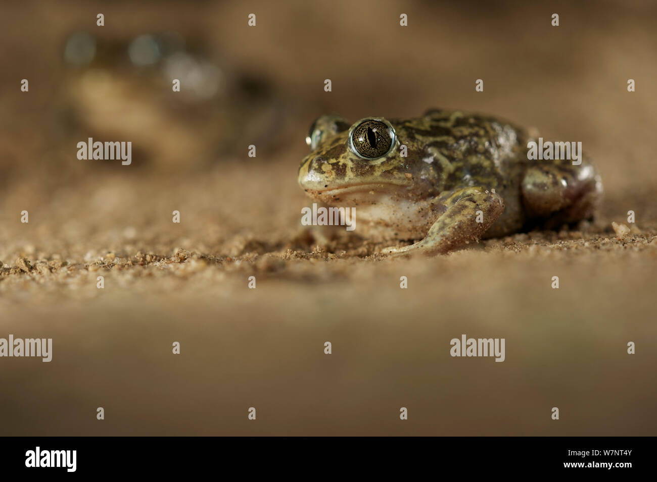 Western spadefoot toad (Pelobates cultripes), Spain, April. Stock Photo