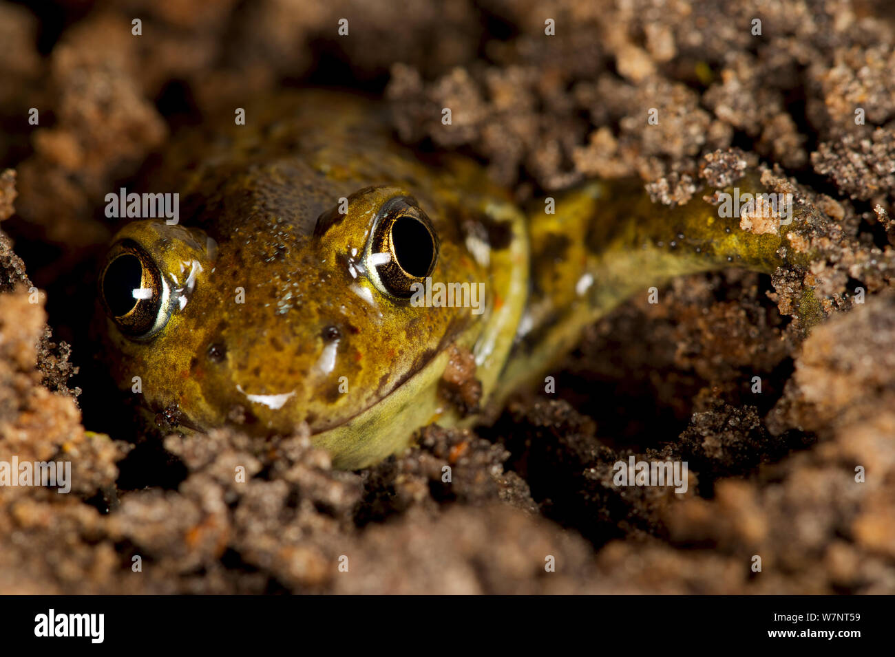 Burowing hi-res stock photography and images - Alamy