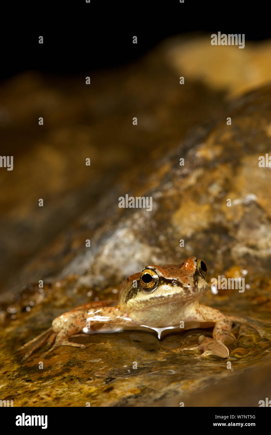 Pyrenean frog (Rana Pyrenaica), Spain, April. Stock Photo