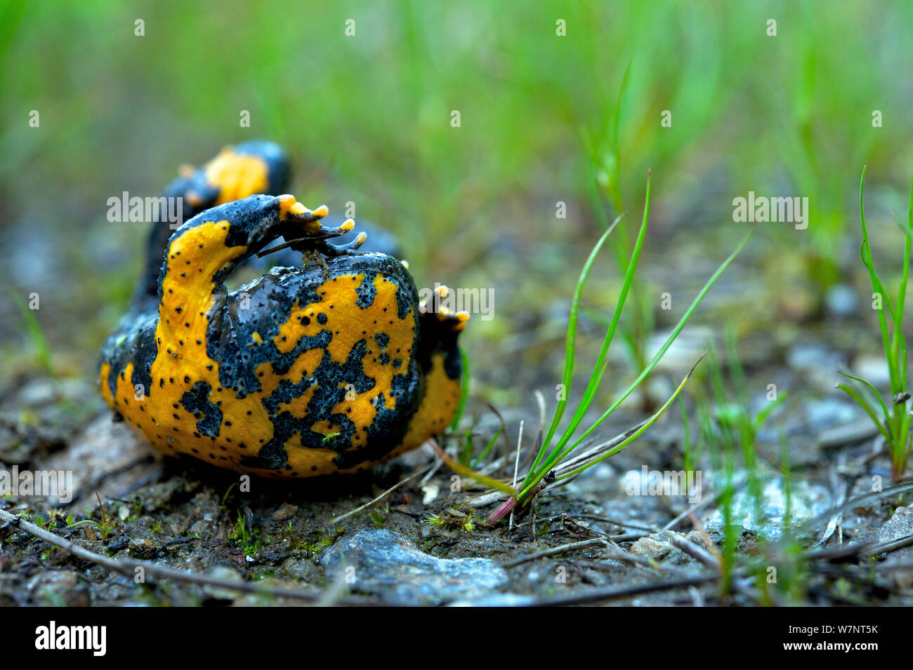 Yellow-bellied toad (Bombina variegata scabra) performing an unken reflex in order to show the warning coloration on the underparts of its body, Republic of Macedonia, May. Stock Photo