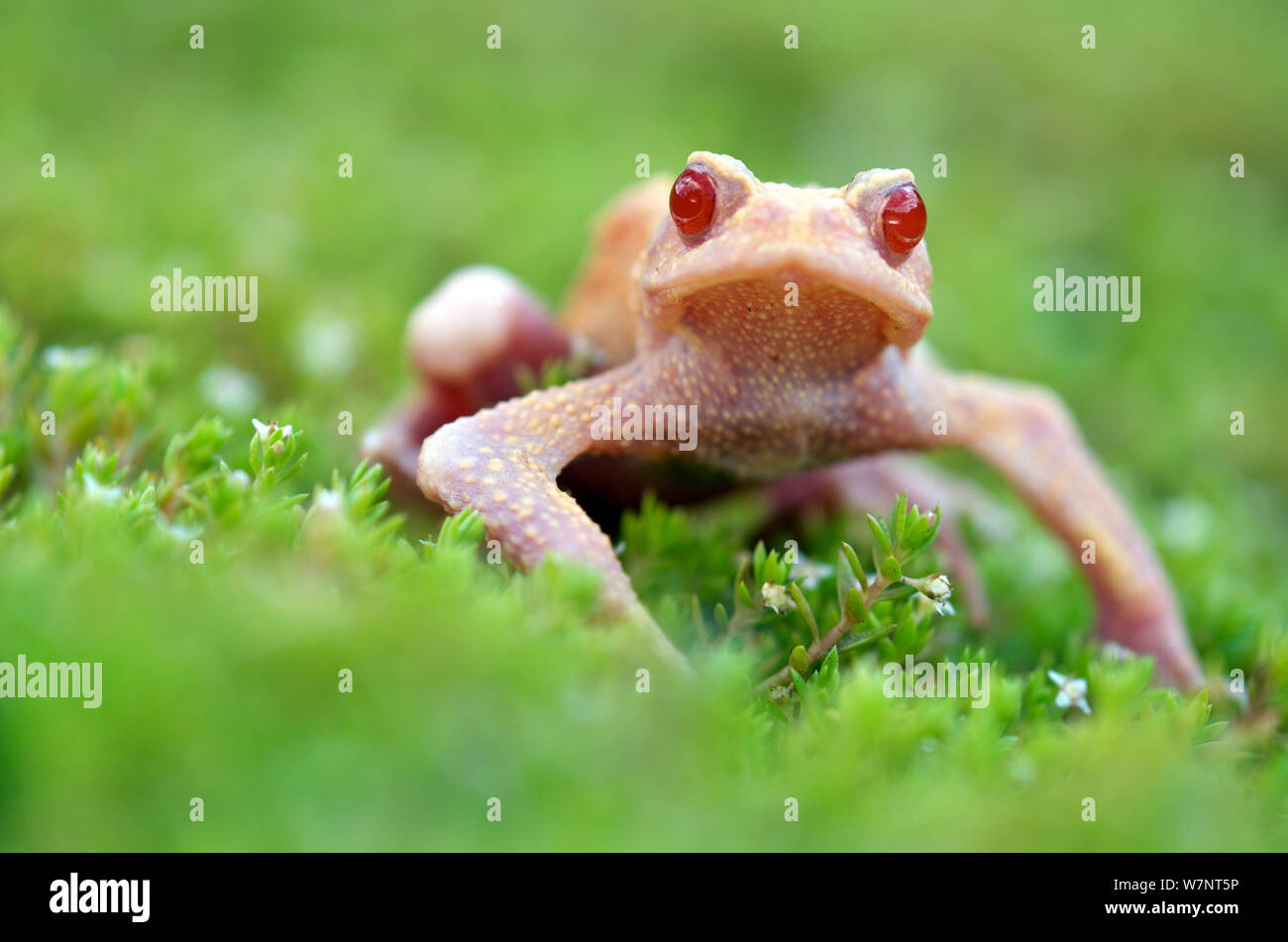 Albino Common toad (Bufo bufo), Belgium, August. Stock Photo