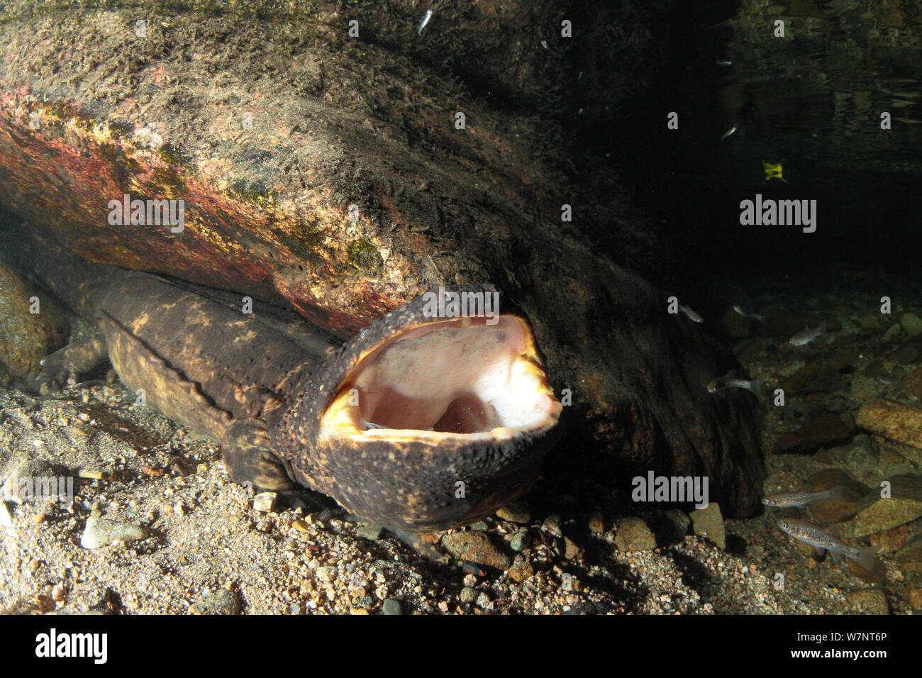 Japanese giant salamander (Andrias japonicus) moulting Hino River, Tottori, Japan, August. Stock Photo