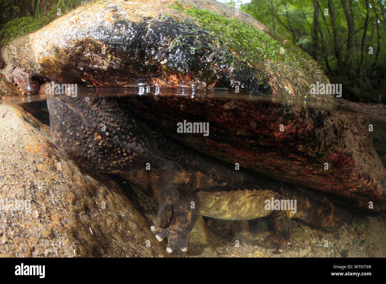 Japanese giant salamander (Andrias japonicus) coming up to breathe, Hino River, Tottori, Japan, August. Stock Photo