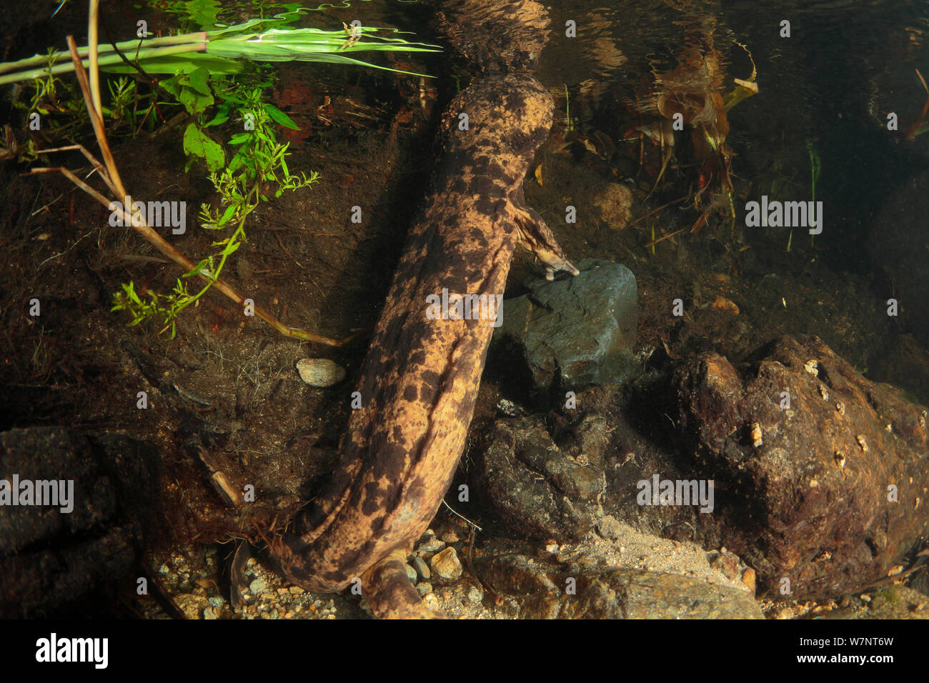 Japanese giant salamander (Andrias japonicus) coming up to breathe, Hino River, Tottori, Japan, August. Stock Photo