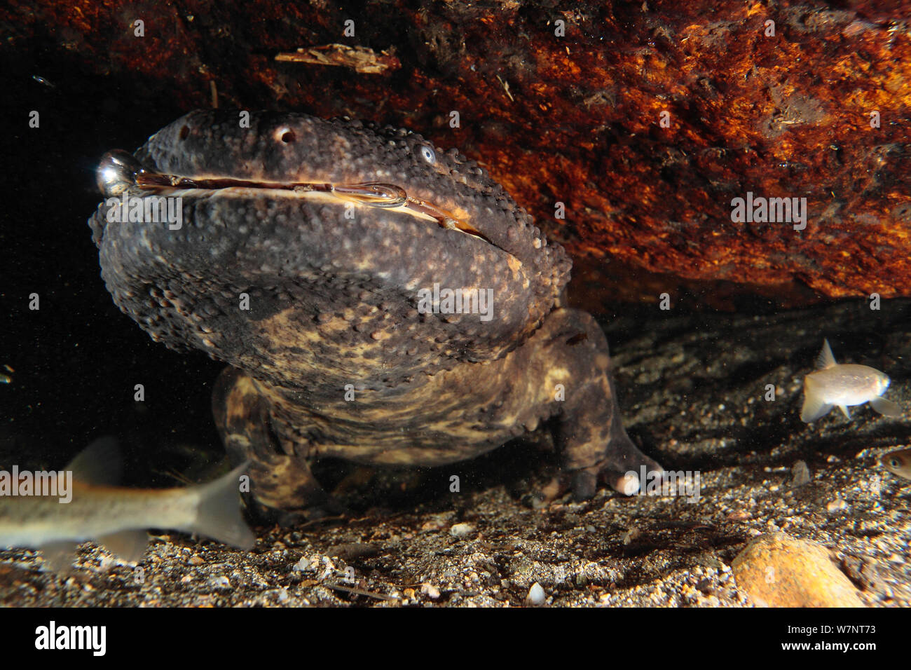 Japanese giant salamander (Andrias japonicus) breathing, Hino River, Tottori, Japan, August. Stock Photo