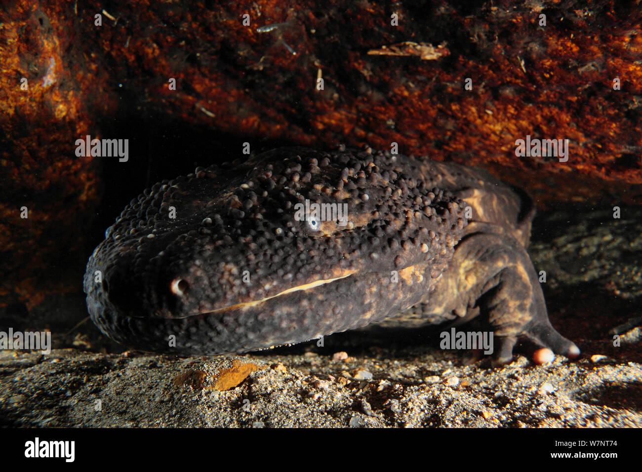 Japanese giant salamander (Andrias japonicus) portrait, Hino River, Tottori, Japan, August. Stock Photo