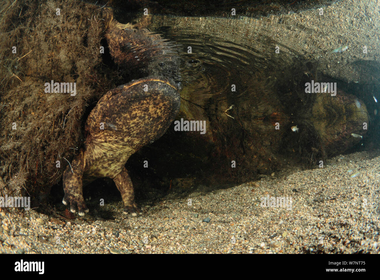 Japanese giant salamander (Andrias japonicus) coming up to breathe for a shorter period during spawning, Hino River, Tottori, Japan, August. Stock Photo