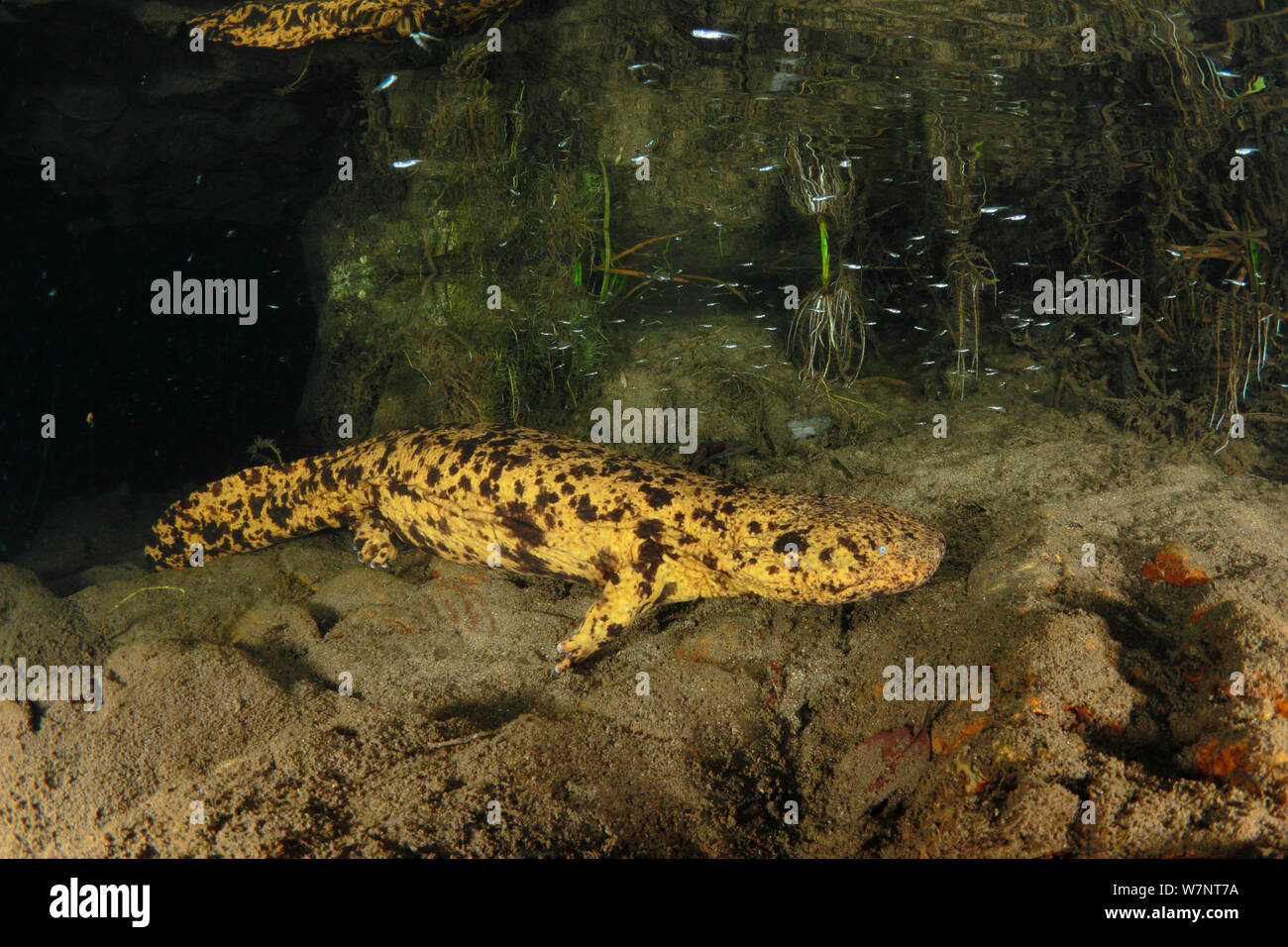 Japanese giant salamander (Andrias japonicus)  Hino River, Tottori, Japan, September. Stock Photo