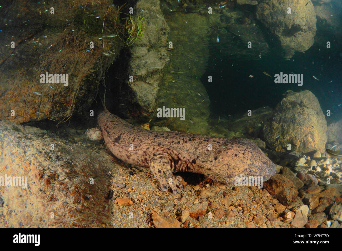 Japanese giant salamander (Andrias japonicus) 'Den master' or dominant breeding male, Kurokawa River, Hyougo, Japan. September Stock Photo