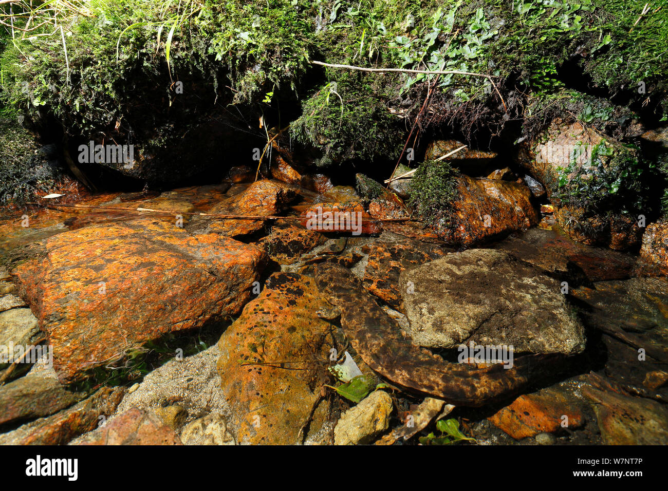 Japanes giant salamander (Andrias japonicus) camouflaged like a stone, Hino River, Tottori, Japan, August. Stock Photo