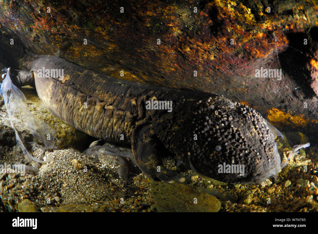 Japanes giant salamander (Andrias japonicus) underwater, Hino River, Tottori, Japan, August. Stock Photo