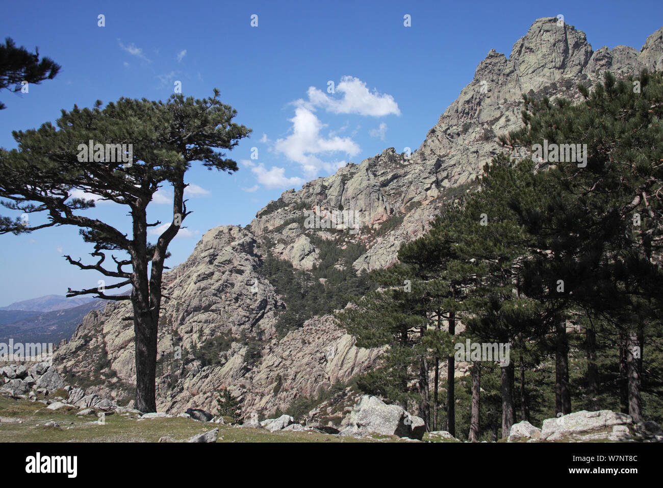 Ancient Corsican pine trees (Pinus nigra laricio), with the Col de Bavella in the background, Parc Naturel Regional de Corse, Corsica, France, April 2010. Stock Photo