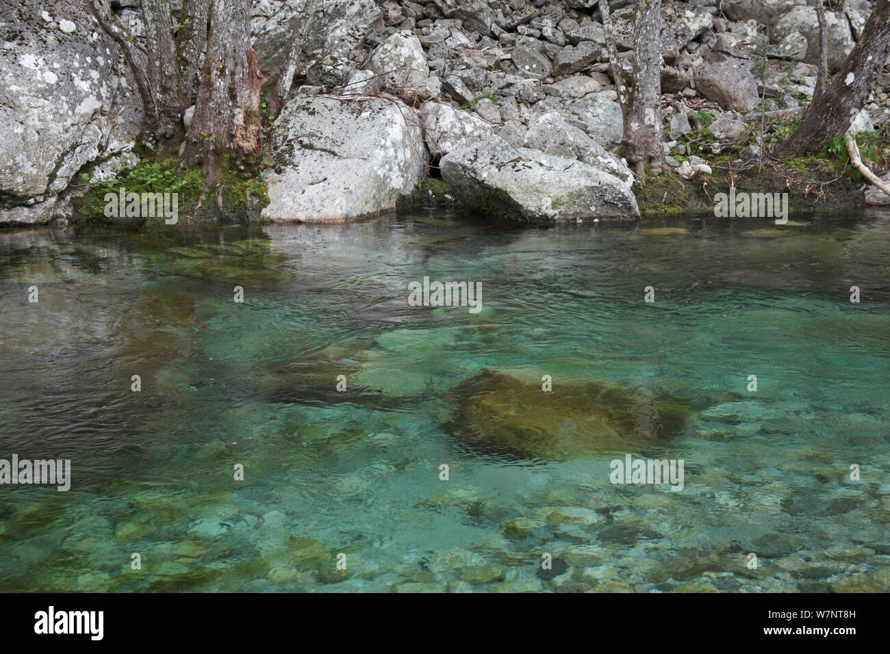 Restonica River, Parc Naturel Regional de Corse, Corsica, France, April. Stock Photo